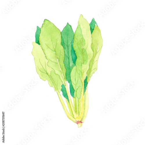 ほうれん草　水彩イラスト