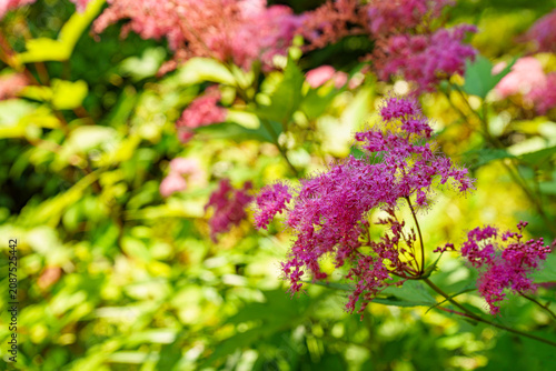 pink Philpendula in the garden