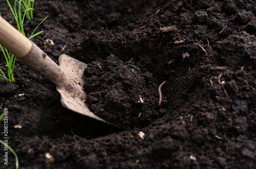 Metal shovel digging rich dark organic soil with earthworm ideal for gardening agriculture eco farming and soil health marketing