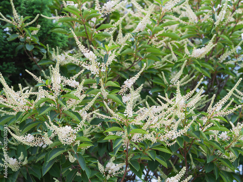 Foto 庭に咲くリョウブの花