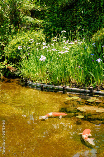 Japanese iris and koi pond