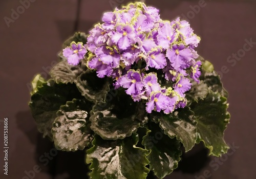 African Violet Optimara EverPraise, featuring light ruffled lavender flowers with distinct green edges, surrounded by dark wavy leaves.
