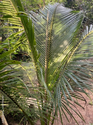 tropical palm tree