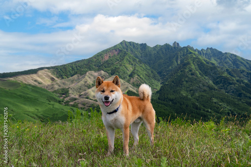 熊本県　根子岳を背景に箱石峠に立つ柴犬