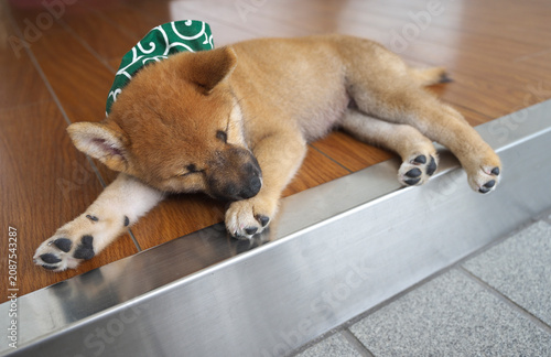 玄関先でうたた寝をする柴犬の赤ちゃん