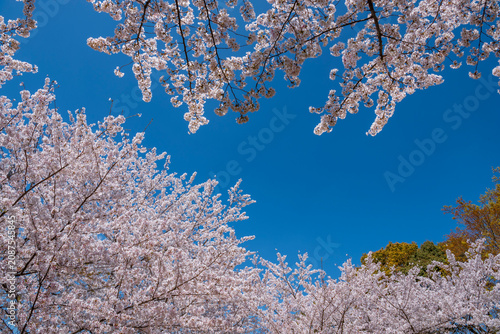 満開の美しい桜　春イメージ