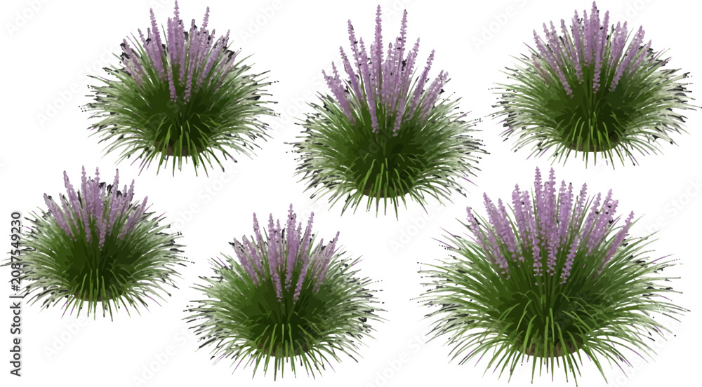 Obraz premium Set of purple lavender flower bushes with green grass foliage isolated on a white background vector illustration