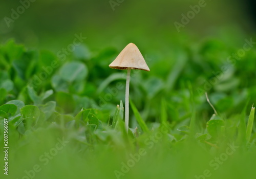 Fotografía Tokyo, Japan - July 7, 2026: Closeup of white dunce cap or Conocybe albipes