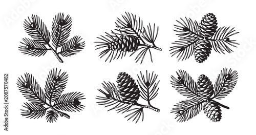 Hand drawn spruce branch sketches with pine cones for botanical winter illustrations and holiday patterns.