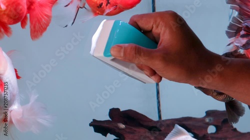 Hand cleaning aquarium glass with a magnetic algae scraper. Fish tank maintenance using a magnetic aquarium cleaner.