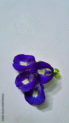 Cuadro en lienzo fresh butterfly pea flower isolated on white