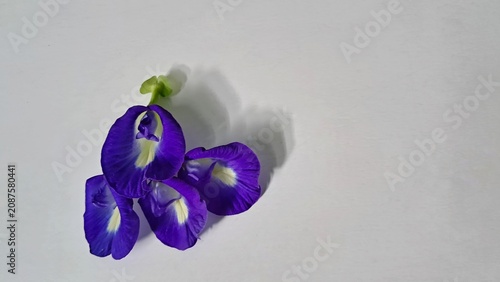 Принти на полотні butterfly pea flower display on white background, empty place for caption