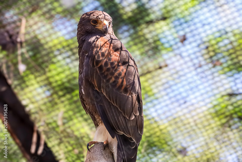 Foto Majestic hawk perched on a branch, looking intently to the side with keen eyes