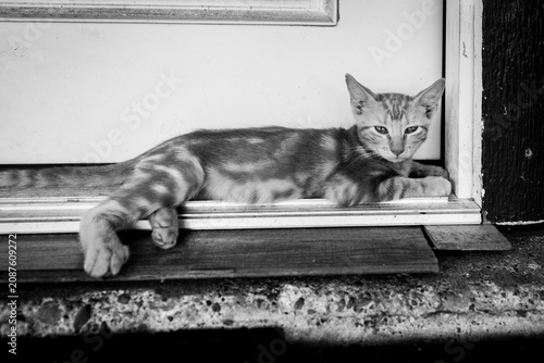 Canvas Print black and white photo of a kitten lounging
