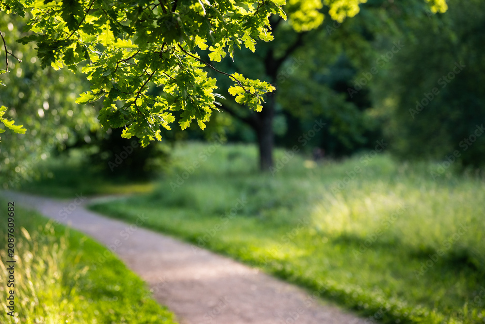 Naklejka premium Summer landscape in park. Oak tree with spreading branches, standing by pathway at sunset. English oak with lush foliage against the backdrop of footpath, blurred background. 