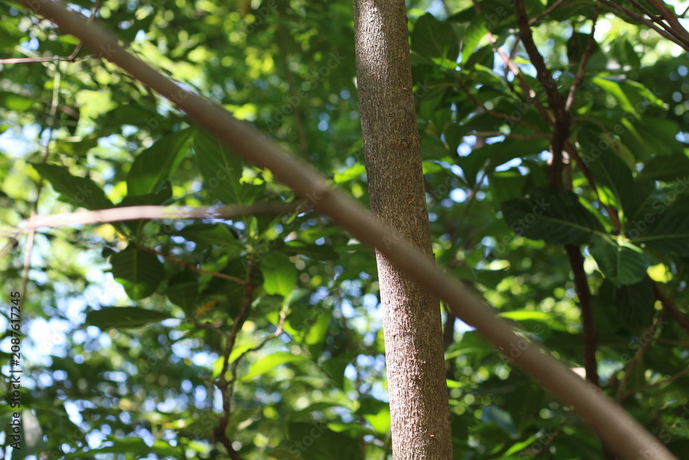 Fototapeta premium Sunlight filters through lush green leaves and tree trunks in a forest setting