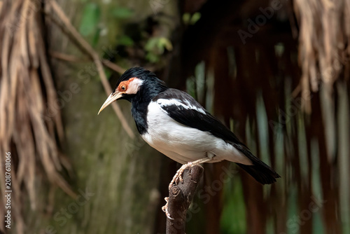Asian Pied Starling standing on the tree branch