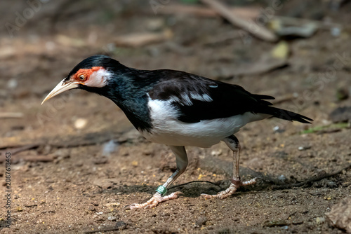 Asian Pied Starling standing on the tree branch