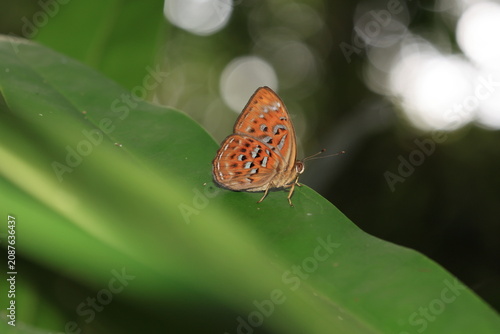 Larger Harlequin (Taxila haquinus)
The Harlequin butterfly, a symbol of vibrant beauty, bringing color to the shaded nooks of nature.Named after the iconic Italian costume pattern.
