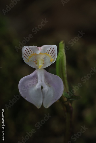 Nilgiri Disperis (Disperis neilgherrensis) 
terrestrial tuberous orchid belongs to the Orchidaceae family and features pale-pink flowers.It is named after the Nilgiri Mountain range in India.