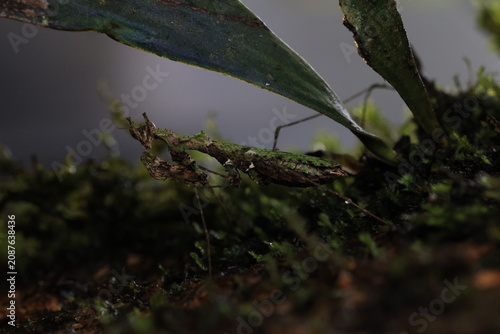 Moss Mantis (Haania doroshenkoi) is a remarkably small masterfully camouflaged praying mantis native to Southeast Asia, its body is covered in irregular outgrowths that perfectly mimic moss and lichen