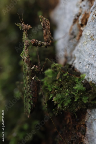 Moss Mantis (Haania doroshenkoi) is a remarkably small masterfully camouflaged praying mantis native to Southeast Asia, its body is covered in irregular outgrowths that perfectly mimic moss and lichen