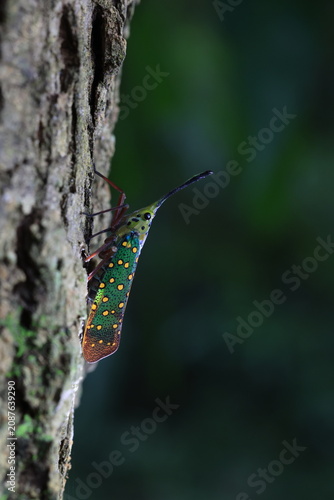 Dwarf Lanternfly (Saiva gemmata),a colorful features a body boldly marked in green,yellow, and black.It has a prominent slender and curved stalk extending. Khao yai national park,Thailand