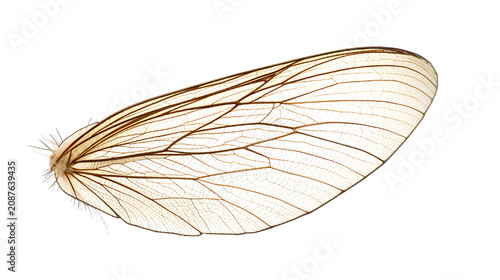 bug feather isolated on white, butterfly feather closeup