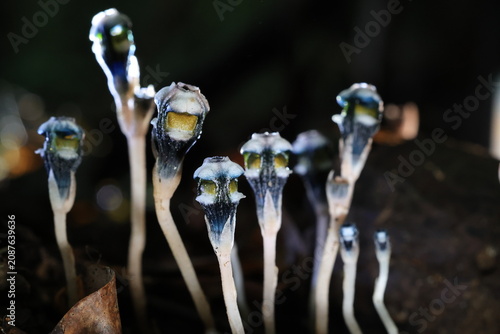 Thismia Mirabilis (Thismiaceae) A New Species from Khao Yai national park ,Thailand	