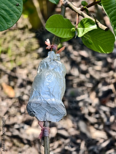 Quadro su tela Guava tree propagation using air layering technique and blooming guava flowers in orchard