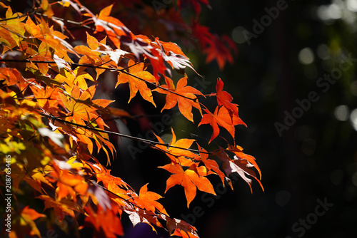 京都の仏教寺院の秋の紅葉した庭