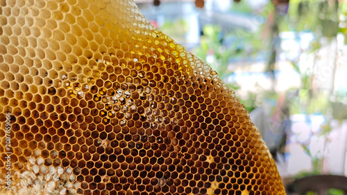 The pattern of a part of a beehive filled with beeswax.