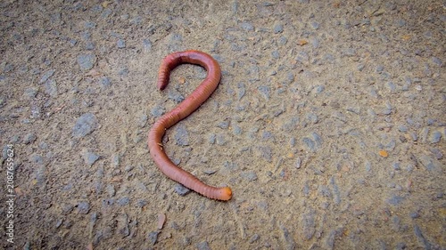 A detailed close-up of an earthworm crawling across concrete and soil, showcasing its segmented, moist body and natural texture while evoking garden ecology, composting, soil aeration and wildlife