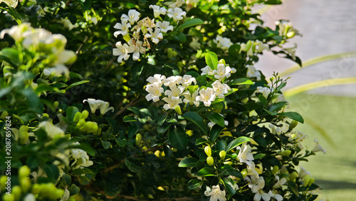 Murraya paniculata, orange jasmine with green leaves background