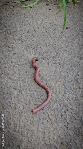 A detailed close-up of an earthworm crawling across concrete and soil, showcasing its segmented, moist body and natural texture while evoking garden ecology, composting, soil aeration and wildlife