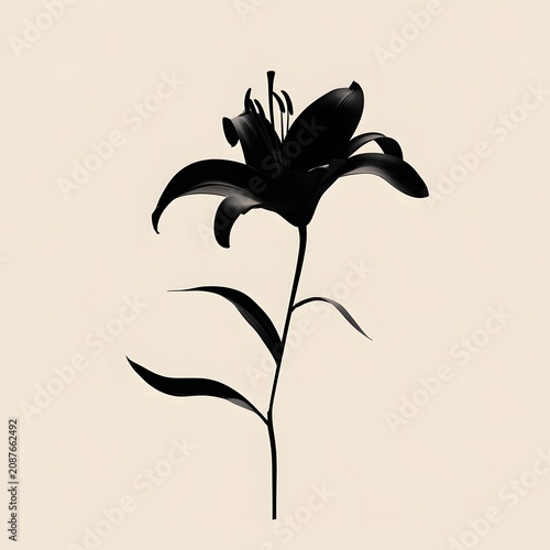 lily flower vector illustration
