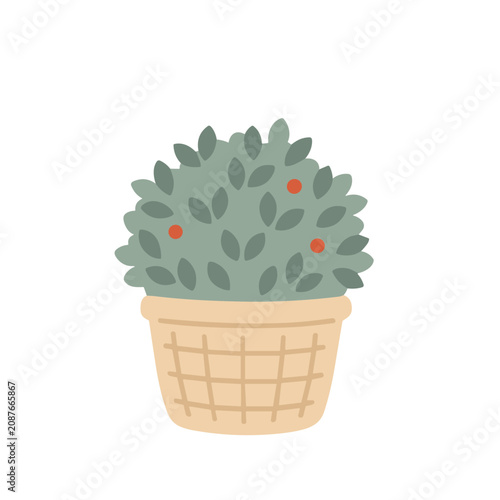Potted plant with green leaves and red berries