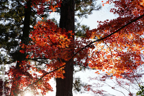 紅葉した楓の木