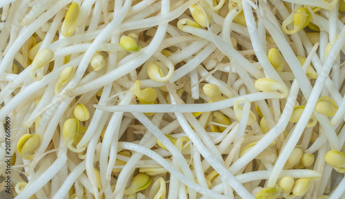 Mung bean sprouts in full screen. Background image of moyashi,
