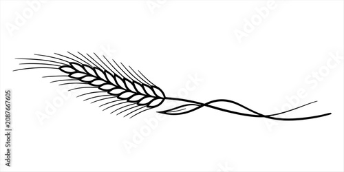 Canvastavla Black and white hand drawn sketch of a single ripe wheat ear spike for agricultu