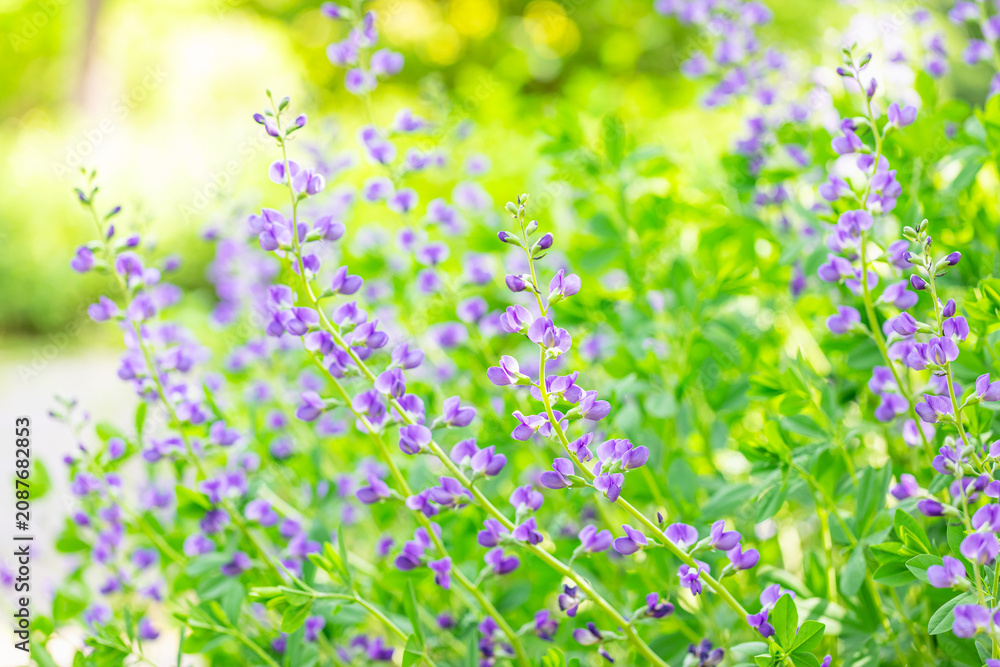 Obraz premium Beautiful blue false indigo flowers blooming full in spring garden