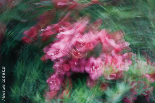 Beautiful Flowering Weigela (Weigela florida) with Motion Blur, Abstract Garden Blossom Movement Concept
