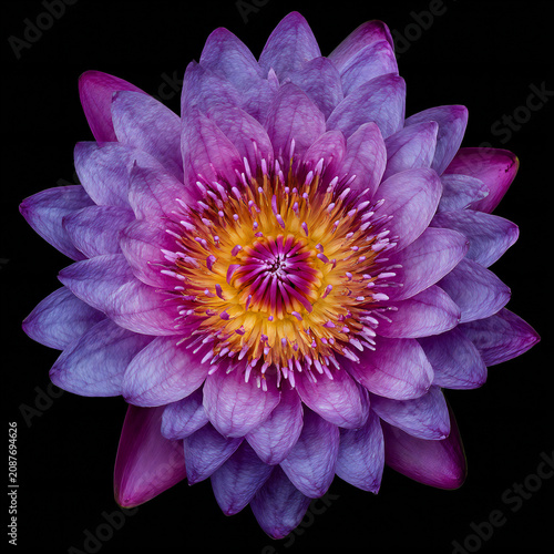 Top view of beautiful purple colored lotus flower on black background