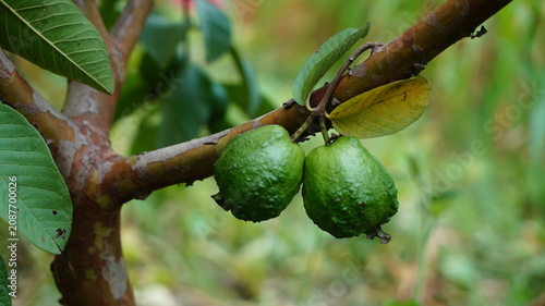 A bunch of Indian guavas