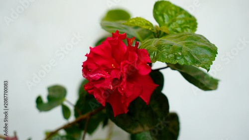 red rose in garden