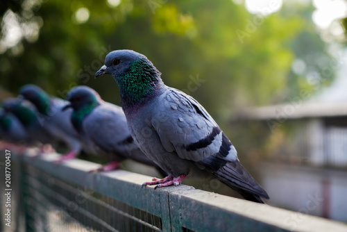 Beautiful Indian Pigeons