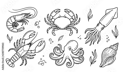 Photos Underwater sea creatures line drawing illustration