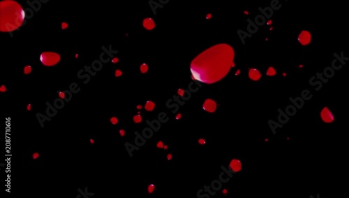 Deep Red Flower Petals Falling on Black Background 4K 60fps video overlay
