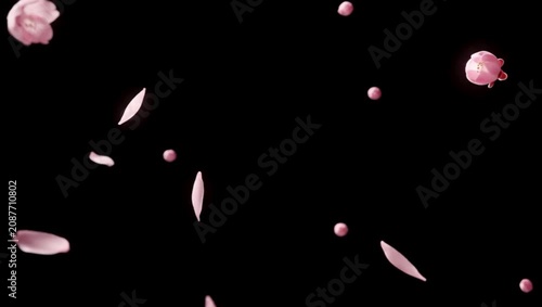 Soft Sakura Petals Falling on Black Background 4K 60fps video overlay