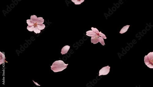 Floating Pink Flower Petals on Black Background 4K 60fps video overlay
